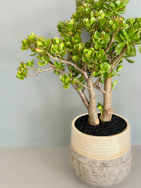 Jade Tree in Ceramic Pot