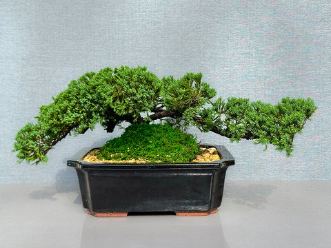 6" Bonsai Garden Pot – Unique, Versatile, and Handcrafted