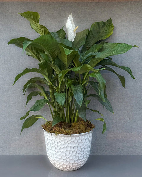 Spathiphyllum – Peace Lily Plant