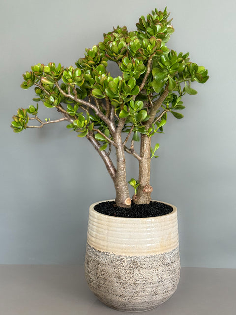 Jade Tree in Ceramic Pot