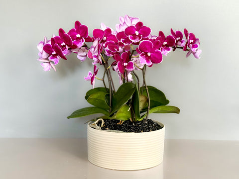 Petite Orchid Planter