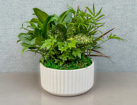 #151 Emerald Garden Plant Collection