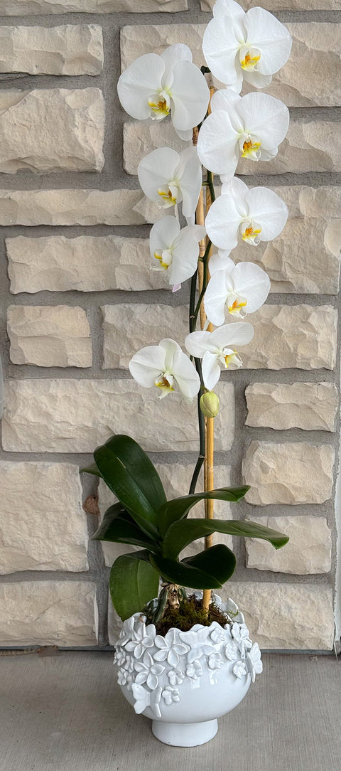 #169 Elegant white orchid
