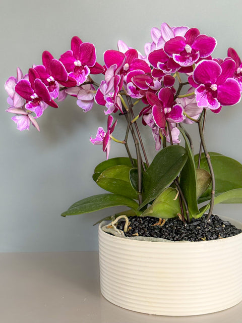 Petite Orchid Planter