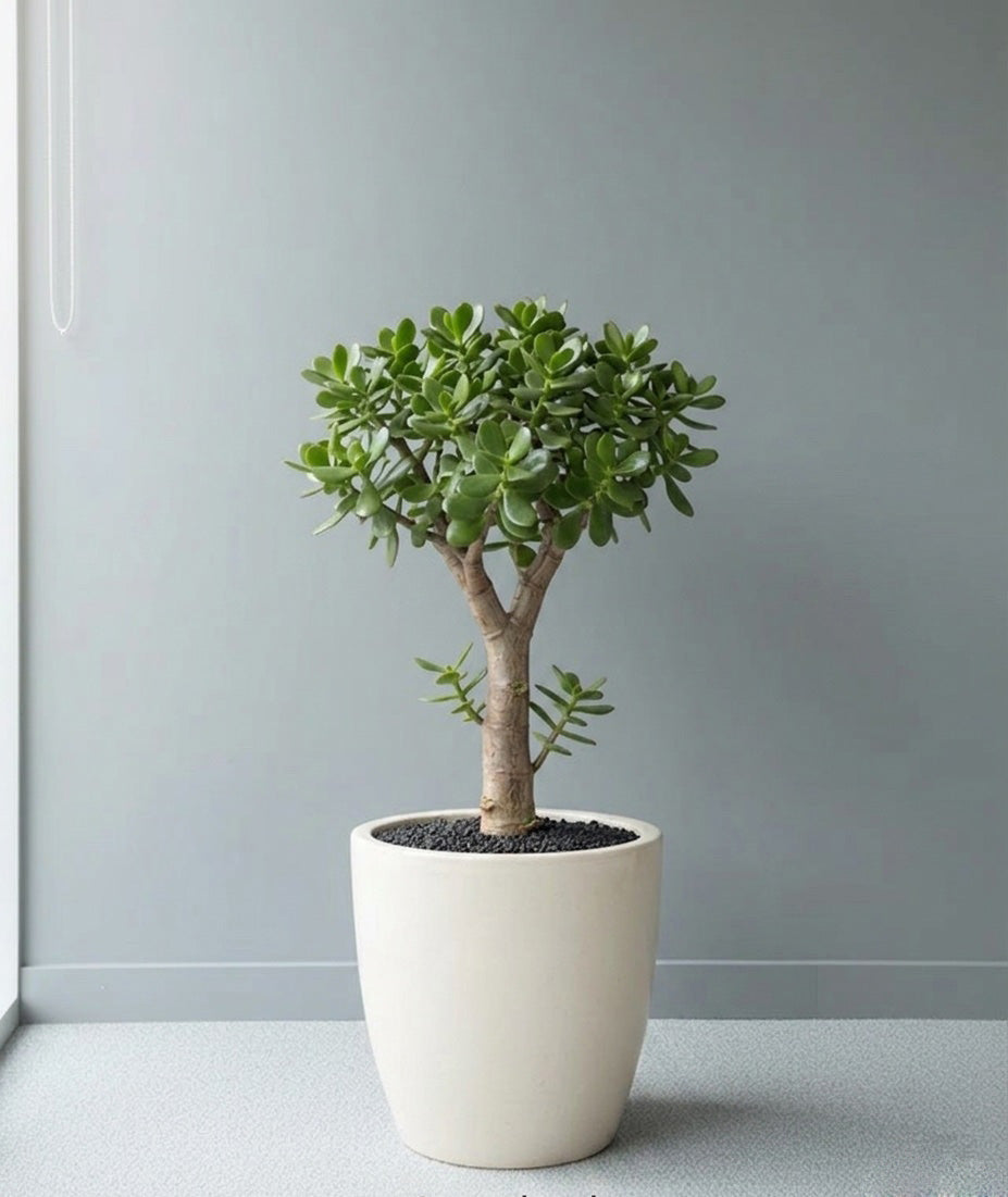Beautiful Lucky Jade Plant in Ceramic Pot
