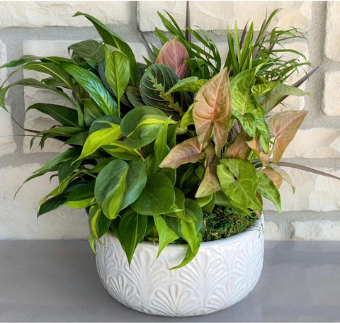 #151 Emerald Garden Plant Collection