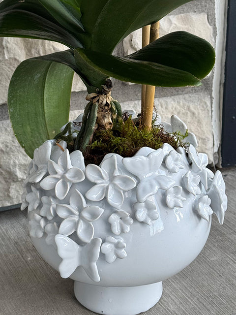 #169 Elegant white orchid