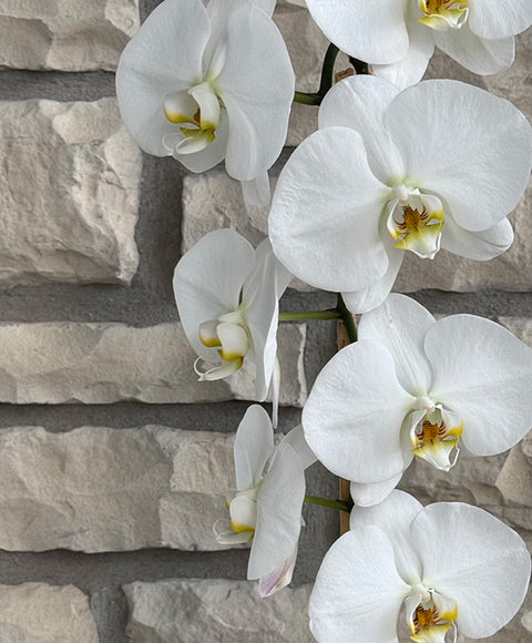 #169 Elegant white orchid