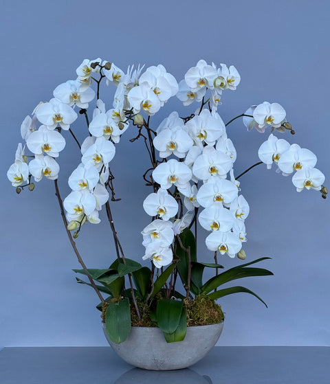 Signature White Orchid in Cement Pot