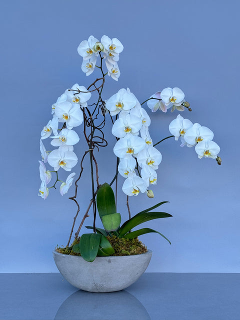 Signature White Orchid in Cement Pot