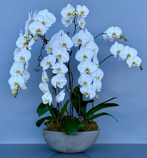 Plants
