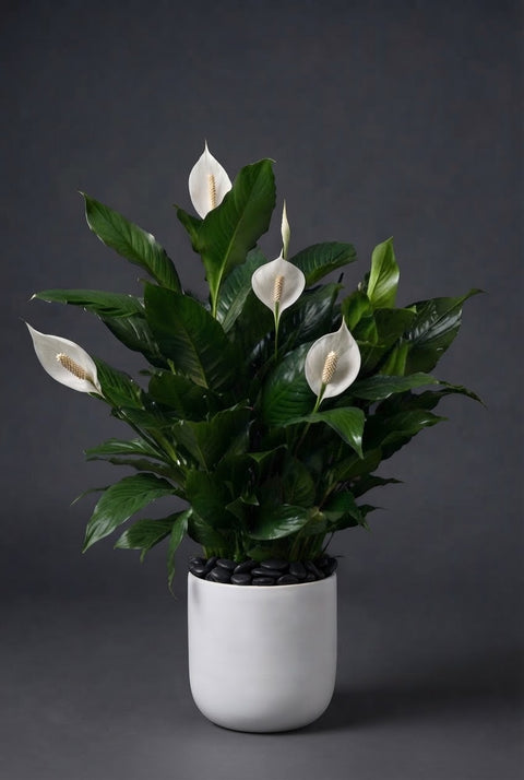 Spathiphyllum – Peace Lily Plant
