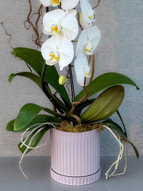 Waterfall Orchid Nature Display