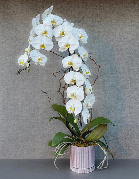 Waterfall Orchid Nature Display