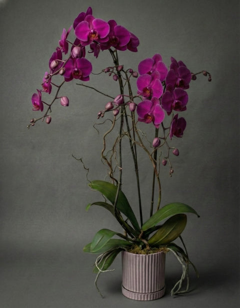 Waterfall Orchid Nature Display Orchids For The Home Plants For Decor
