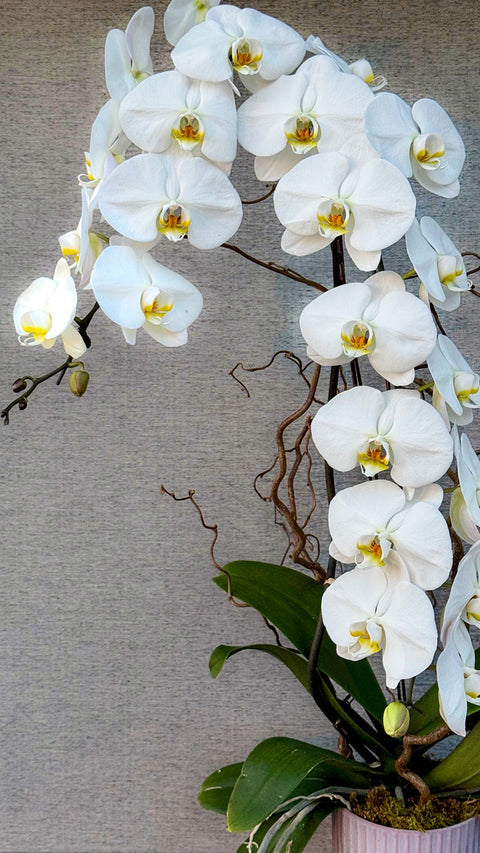 Waterfall Orchid Nature Display