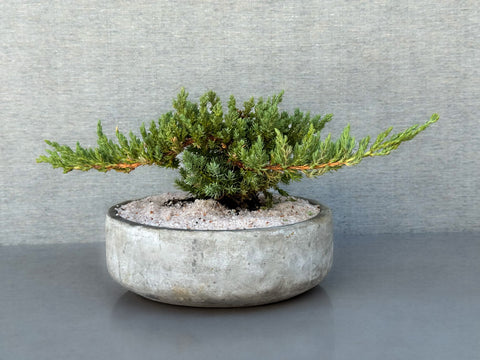 6" Bonsai Garden Pot – Unique, Versatile, and Handcrafted