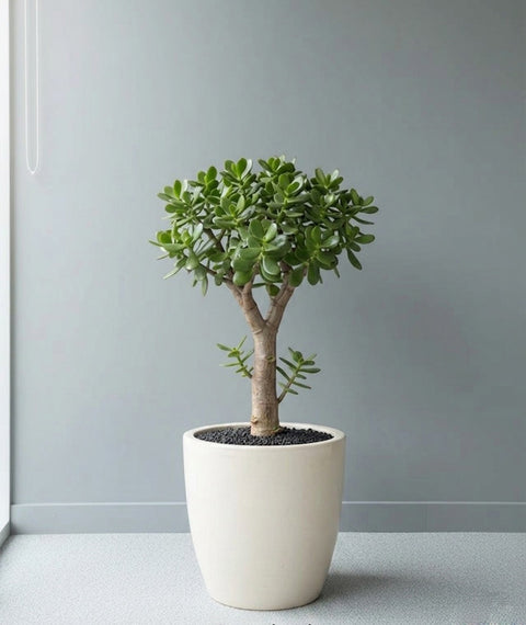 Beautiful Lucky Jade Plant in Ceramic Pot | Succulent