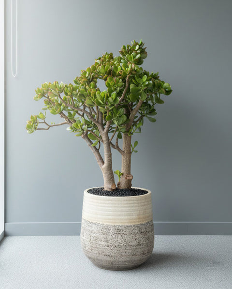 ceramic pots for succulent plants Beautiful Lucky Jade Plant in Ceramic Pot
