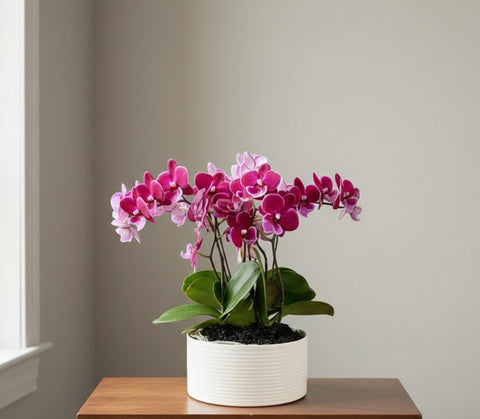 Mini Phalaenopsis Orchid Planter – Elegant Desk & Corporate Gift