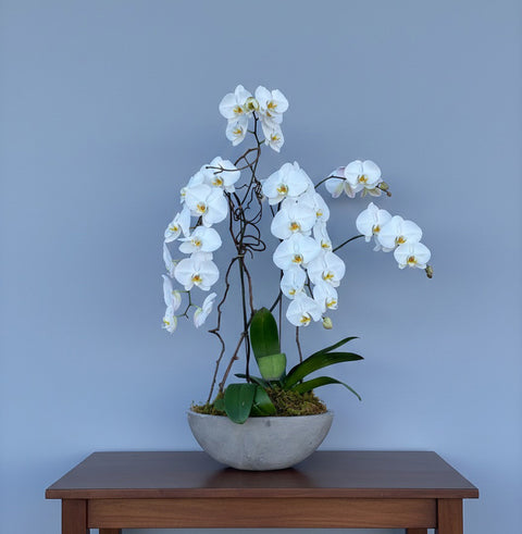 Signature White Orchid in Cement Pot