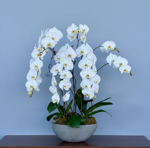 Signature White Orchid in Cement Pot