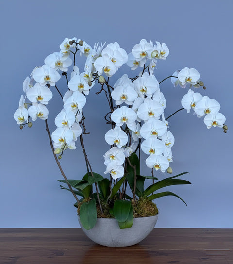 Signature White Orchid in Cement Pot