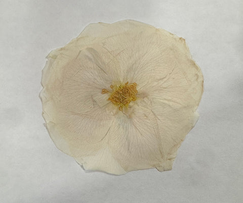 1 Real Pressed Rose: Natural Dried Botanicals for Resin Art, Crafts