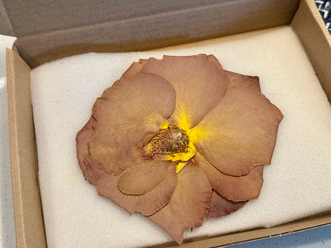 1 Real Pressed Rose: Natural Dried Botanicals for Resin Art, Crafts