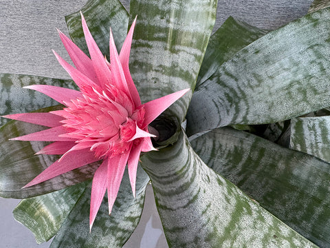 Bromeliad Silver 6" (Order in Advance)