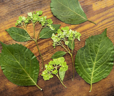 Pressed Hydrangea | Emerald Green | Pressed Flowers for Resin Art