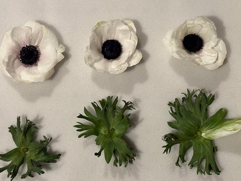 1 Pressed White Anemone Flower: Resin Crafts, Jewelry Making | Real Rose Dried