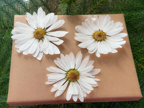 Pressed White Purple Yellow Daisies - Set of 3 - Hand-Preserved for Crafts & Decor