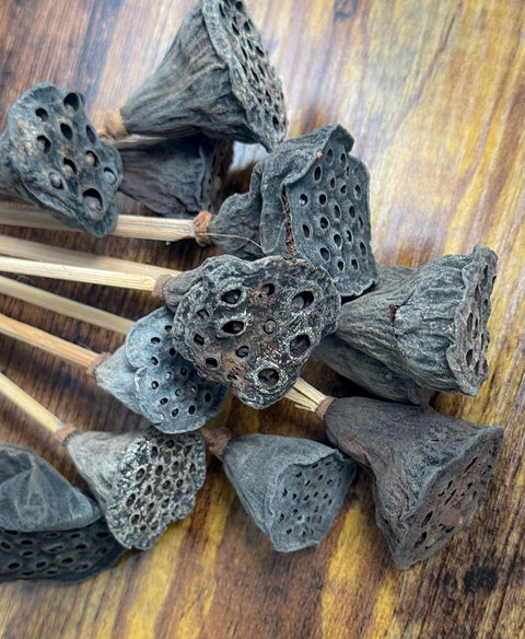 Dried Lotus Pods on Wood Picks: Natural Floral Arrangement