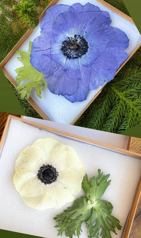 1 Pressed White Anemone Flower: Resin Crafts, Jewelry Making | Real Rose Dried