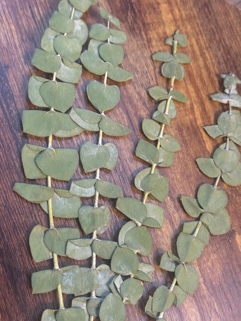 Dried Spiral Eucalyptus Bunch: Natural Home Decor & Crafts