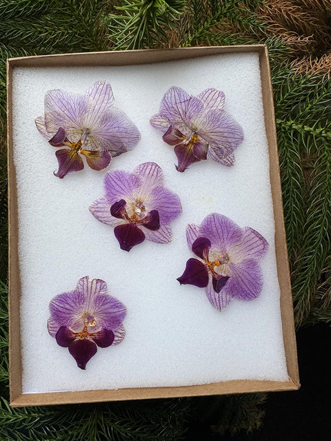 Real Pressed Orchid Resin Jewelry: Botanical Floral Art - 5 Mini Blooms