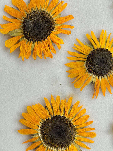 Pressed Sunflower: Real Dried Flower Botanical Art - Handmade Decor Preserved