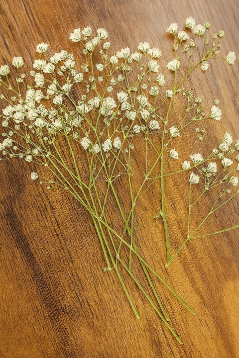 Pressed Dried Baby's Breath Sprigs: Natural Gypsophila for Crafts & Decor
