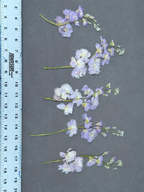 Pressed Purple Stock Flowers: Dried Botanicals for Resin Art, Scrapbooking
