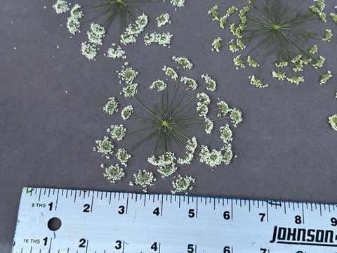 Pressed Queen Anne's Lace Flowers: Dried Botanical Decor, Resin Art - Set of 3
