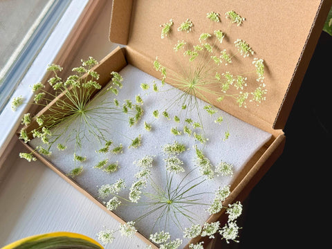 Pressed Queen Anne's Lace Flowers: Dried Botanical Decor, Resin Art - Set of 3
