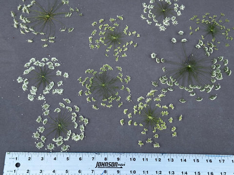 Pressed Queen Anne's Lace Flowers: Dried Botanical Decor, Resin Art - Set of 3