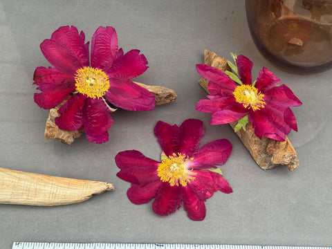 Pressed Peonies | Real Preserved Flower | Botanical Wall Art | Dried Flower Gift | Floral Decor / Peony