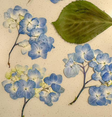 Pressed Blue Hydrangea Sprigs: Real Dried Flowers for Resin Art
