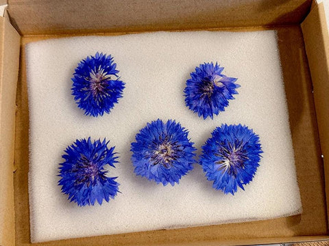 3 Pressed Blue Cornflower – Dried Real Flowers for Resin, Crafts & DIY Projects