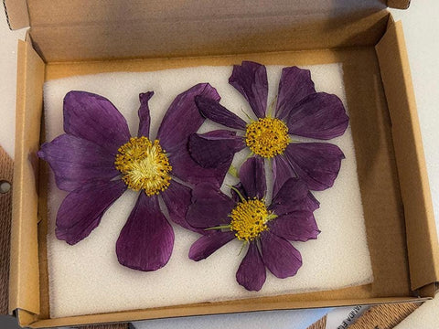 Pressed Pink Cosmos – Dried Real Flowers for Resin Art, Scrapbooking & DIY Crafts