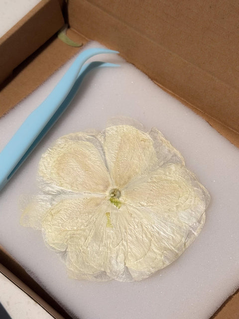 Pressed White Ranunculus – Dried Real Flowers for Resin Art, Scrapbooking & DIY Crafts