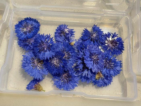 3 Pressed Blue Cornflower – Dried Real Flowers for Resin, Crafts & DIY Projects