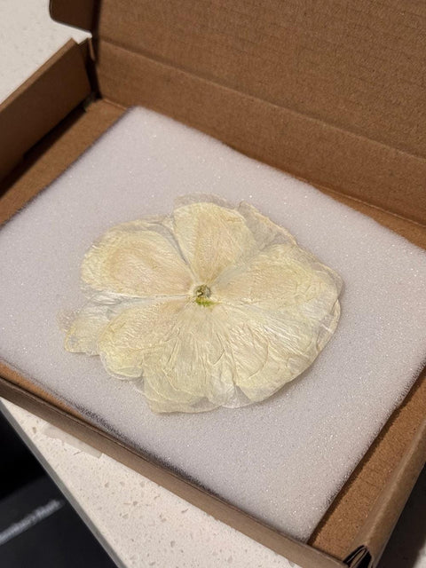 Pressed White Ranunculus – Dried Real Flowers for Resin Art, Scrapbooking & DIY Crafts
